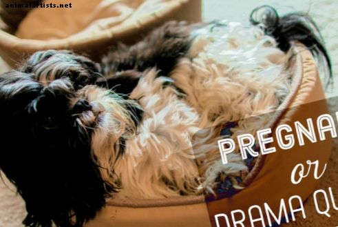 Anzeichen dafür, dass Ihr Hund schwanger ist