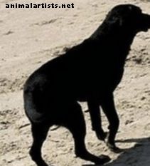 Psy - Pochopenie vzorov pevných akcií u psov