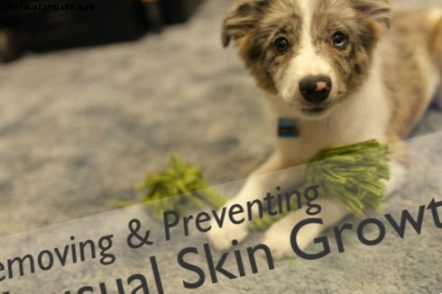 So entfernen und verhindern Sie Hautflecken bei Hunden