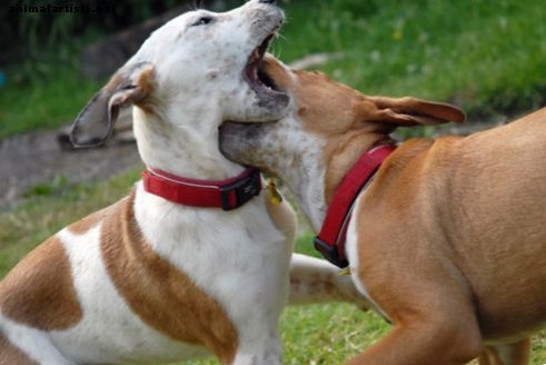 Справяне с две кучета, които се борят срещу собственика