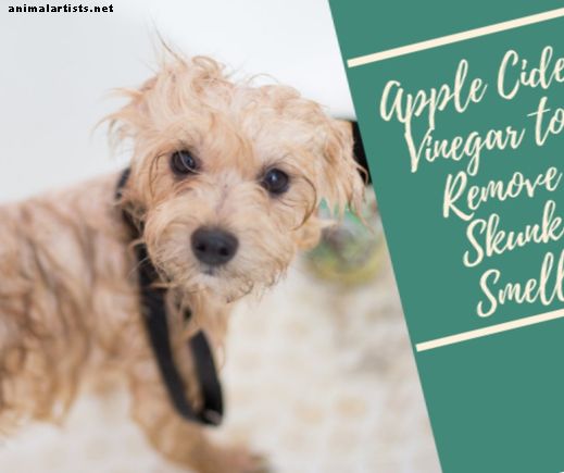 Използвайте ябълков оцет за премахване на скунговите миризми - Кучета