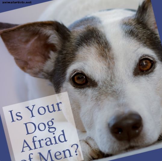Ein Spiel, das Hunden hilft, die Angst vor Männern haben