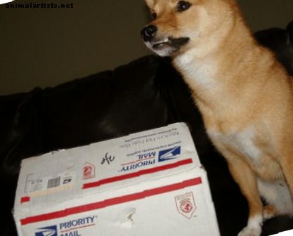 Prečo psi nenávidia Mailmana?  (A čo s tým môžete urobiť?)