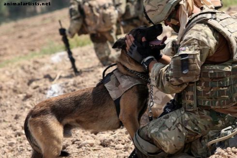 Nombres inspirados en militares para perros machos resistentes