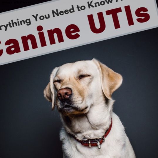 Zakażenia układu moczowego u psów: co należy wiedzieć