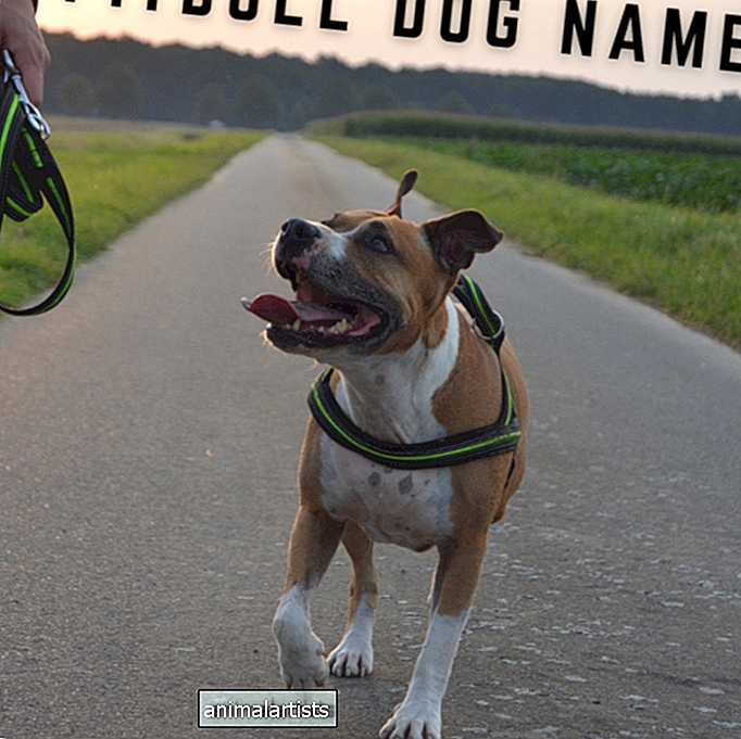 Oltre 450 nomi di cani Pitbull (con significati)