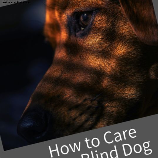 Cómo cuidar a un perro ciego