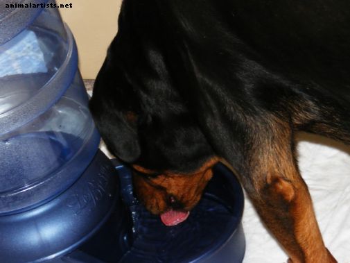 Por que meu cachorro está com sede?  O que causa aumento do consumo de cães?