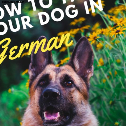 Ceļvedis suņu apmācībai vācu komandas