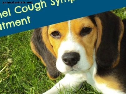 Köhögés tünetei és kezelésük módja - kutyák