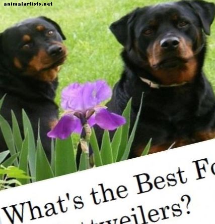 Qual é a melhor comida de cachorro para Rottweilers?