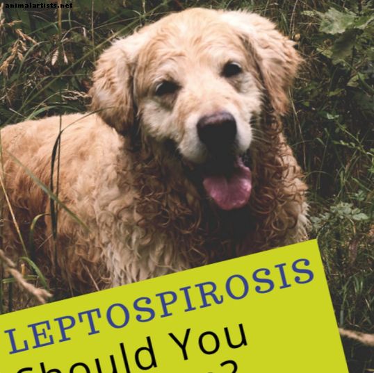 Är Lepto4-vaccinet farligt för hundar?