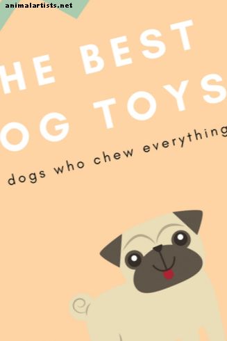 Suņi - Labākās suņu rotaļlietas košļājamajiem