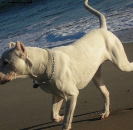 Perros - Cinco grandes razas de perros de América Latina