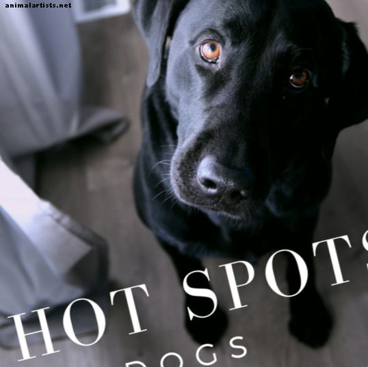 O que causa pontos quentes em cães?