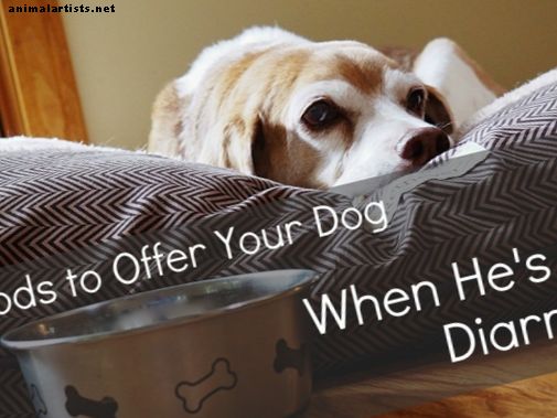 12 alimentos humanos para dar a cães com diarréia ou estômago virado