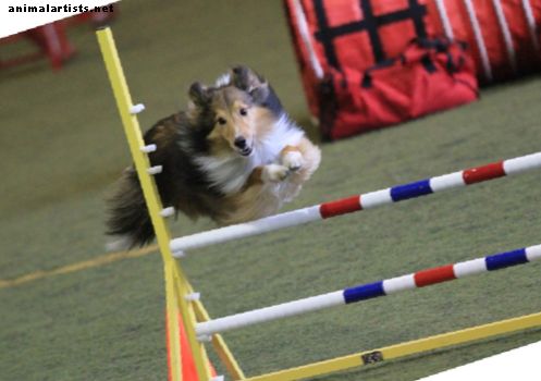 Mach weiter "Teilnehmer der 2016 AKC Dog Agility National Championships - Hunde