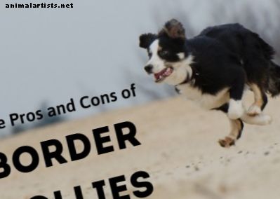 Een border collie als huisdier kiezen: voor- en nadelen