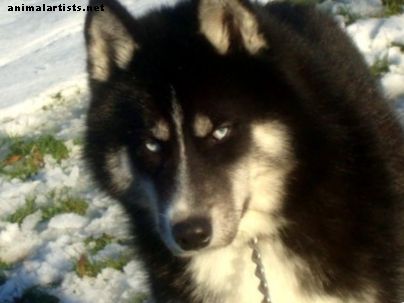 Razlike med Sibircem in Kakovostnim Sibircem - Psi