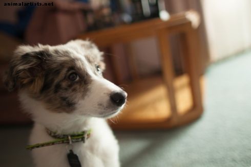 Šunys - Veterinarijos patvirtintos namų gynimo priemonės nuo šunų vidurių užkietėjimo