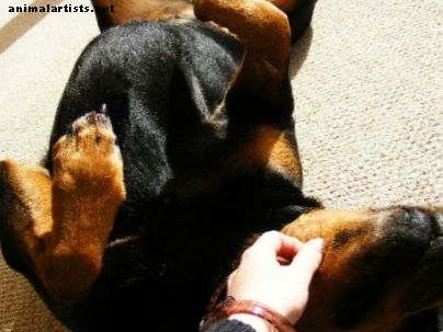 Consigli approvati dal veterinario per trattare l'unghia rotta di un cane - Cani