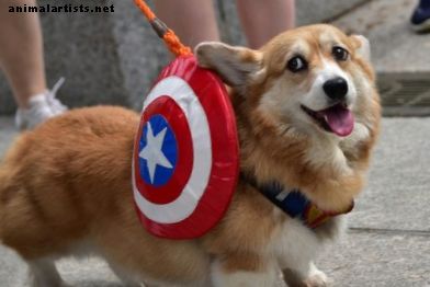 Niesamowite imiona psów Marvel MCU - Psy