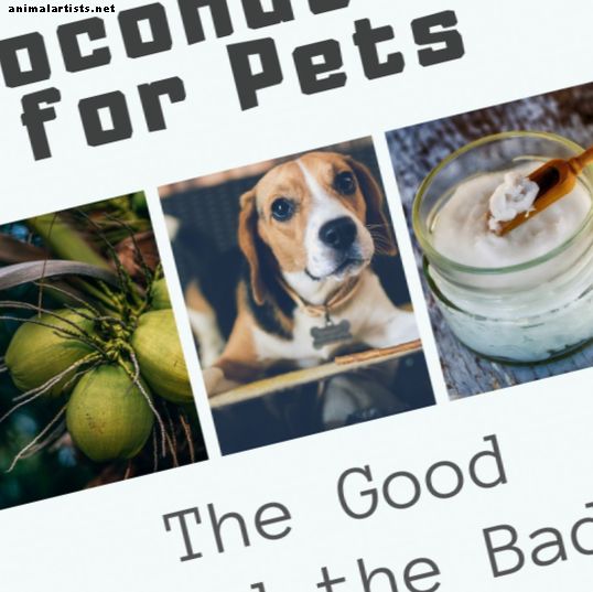 Kokosový olej pre psov a mačky: dobrý a zlý - Psy