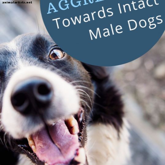Perros - ¿Por qué mi perro es agresivo hacia los machos intactos?