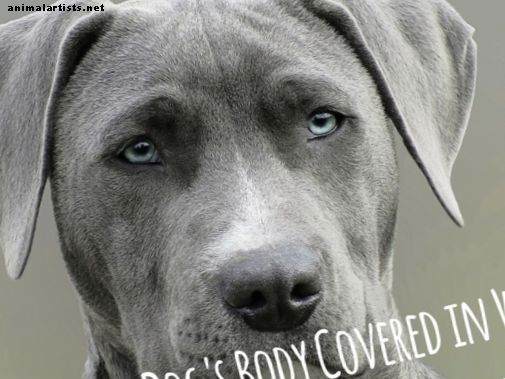 psi - Zašto je tijelo mog psa prekriveno izbočinama ili mrljicama?