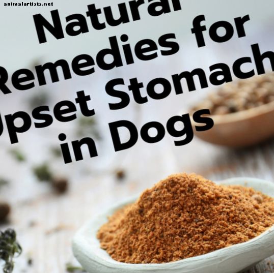 8 einfache Hausmittel gegen Magenverstimmung bei Hunden