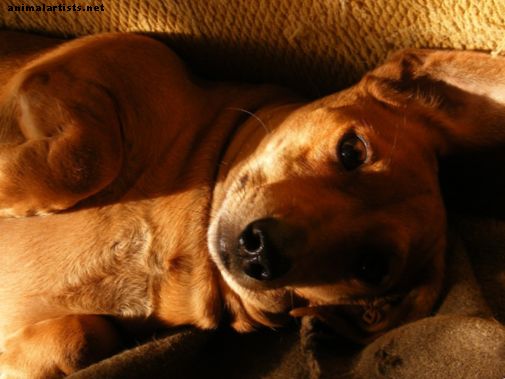 Síntomas de la gastroenteritis en perros y guía para la recuperación
