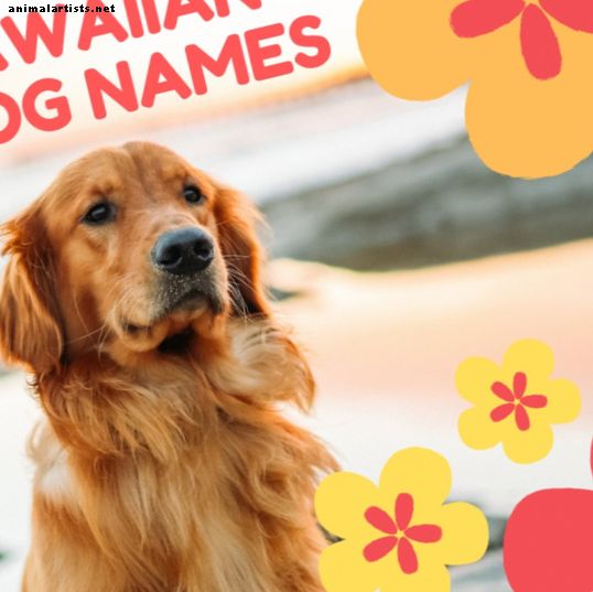 Psy - Ponad 100 pięknych hawajskich imion dla psów