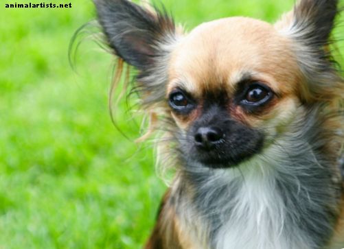 Chihuahua-Namen: männlich, weiblich, niedlich und mexikanisch