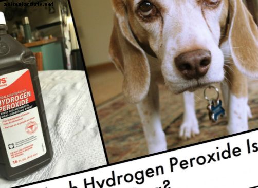 Lahko psu daste preveč vodikovega peroksida?