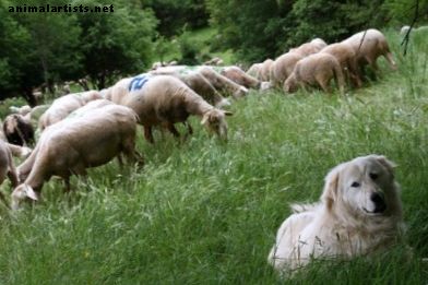 Los cinco mejores perros guardianes del ganado para ovejas, cabras y otros rebaños