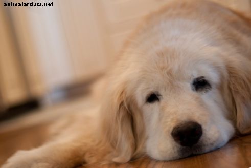 Kognitivt dysfunksjonssyndrom — Hjelpe eldre hunden din