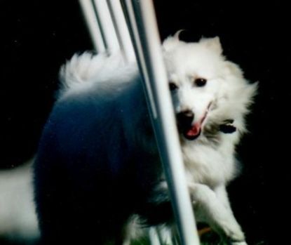 Hundens agilitytips för nybörjare: överraskande saker som hanterare bör veta