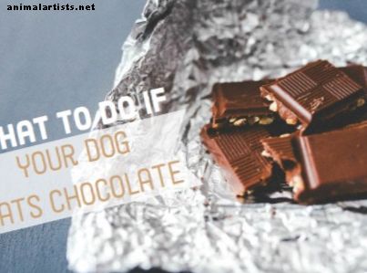 Čo robiť, ak váš pes zjedol čokoládu