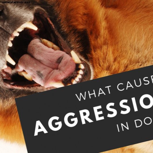 Die Ursachen der Aggression des Hundes