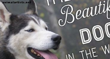 Topp 10 vakreste hunderaser