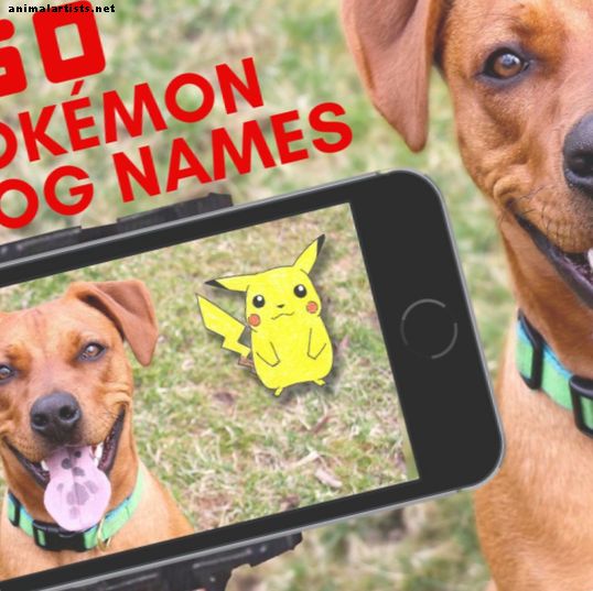 150 Pokémon kutyanév becenevekkel