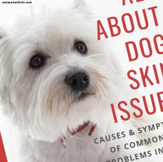 Šunų odos sutrikimai: priežastys, simptomai, tipai ir veislės, linkusios į juos