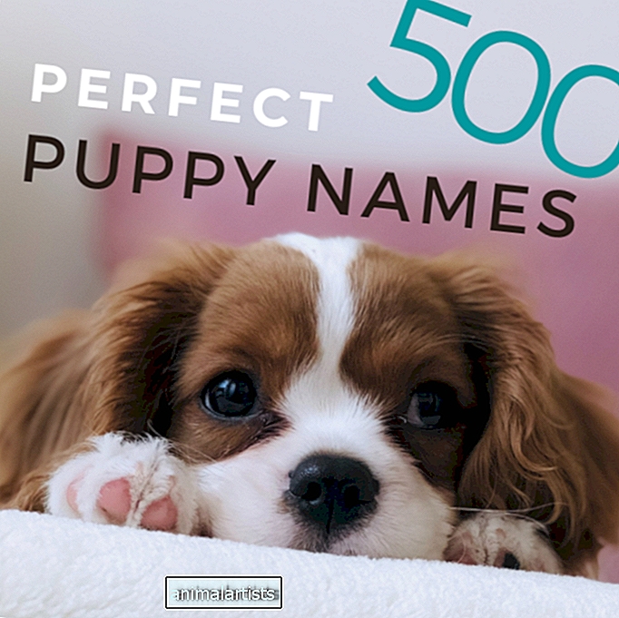 500 perfecte puppynamen