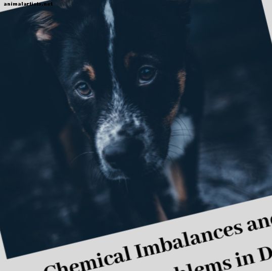 Cães - Química do cérebro de cães e uso de medicamentos e modificação de comportamento