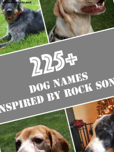 Más de 225 nombres de perros geniales y únicos inspirados en canciones de música rock