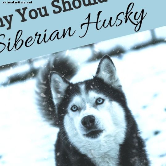 Najlepsze powody, aby zdobyć Siberian Husky - Psy
