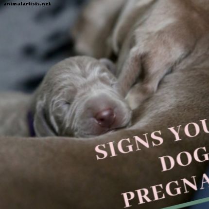 Cik ilga ir suņu grūsnība?  Suņa grūtniecības pazīmes un posmi