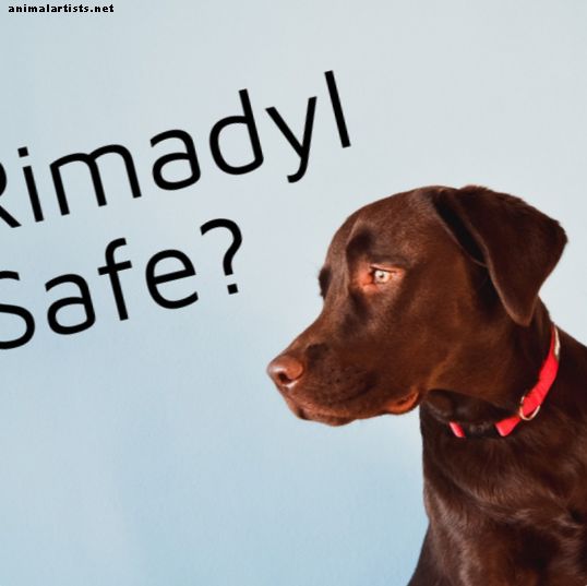 ¿Rimadyl es seguro para los perros?