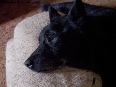 kutyák - Mi történik egy kisállat eutanázia-kinevezése során