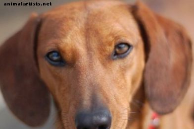 هو الإجهاد الذي يسبب مرض الكلب كوشينغ؟